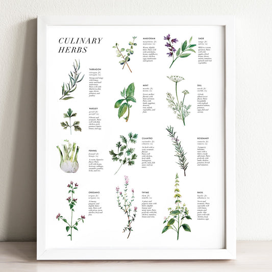 Culinary Herbs Art Print