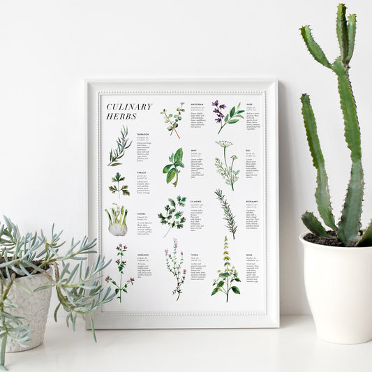 Culinary Herbs Art Print