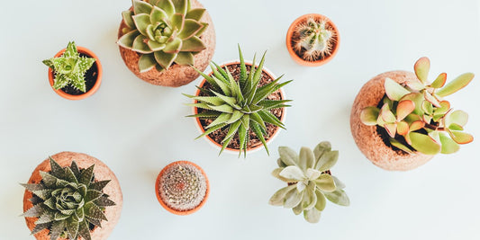 8 Gifts for Cactus & Succulent Lovers