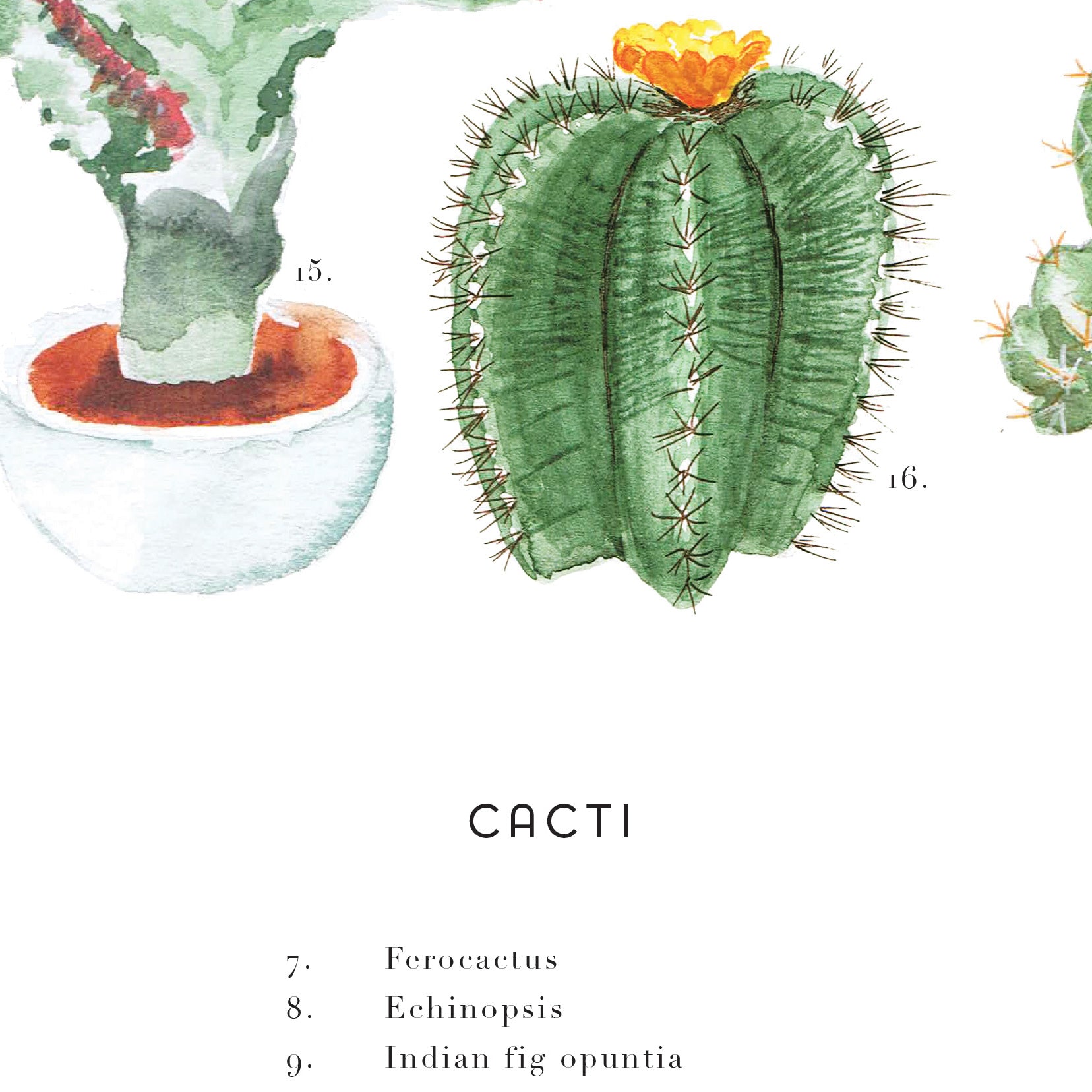 cactus succulent painting Cactus + Succulent Art Print Set