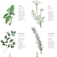 Culinary Herbs Art Print