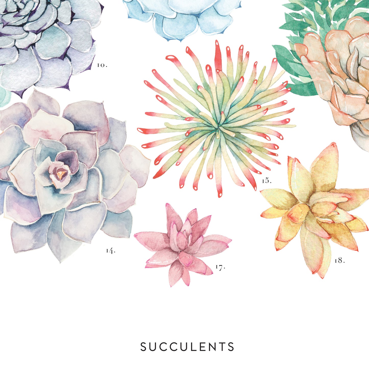 Succulent Wheel Art Print
