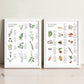 Culinary Herbs + Spices Art Print Set